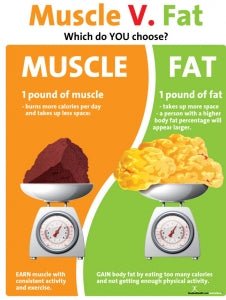 Muscle vs. Fat: What's the Difference?