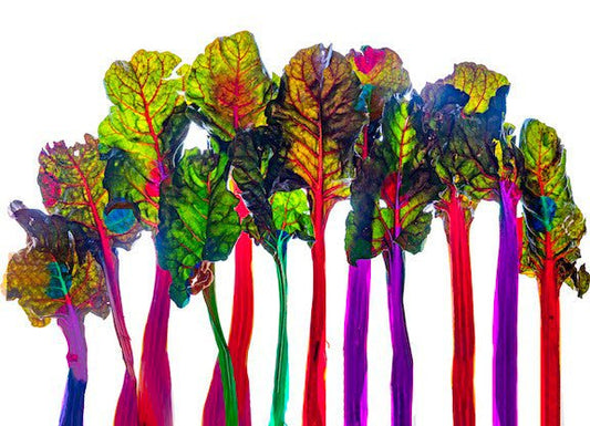 Be Brighter Every Day With Good Nutrition Rainbow Chard Notepads Pack of 10 - Nutrition Education Store