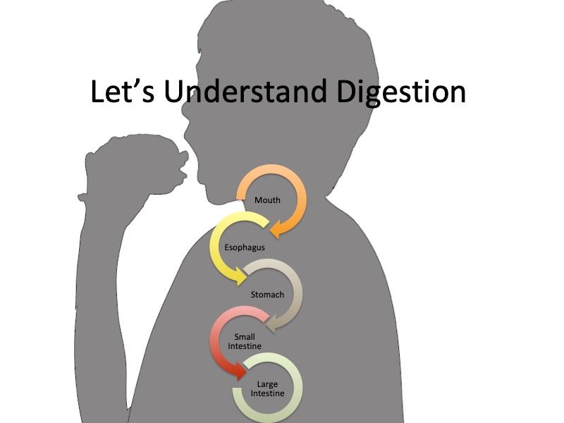 Microbiome PowerPoint and Handouts - Gut Health PowerPoint - DOWNLOAD - Nutrition Education Store