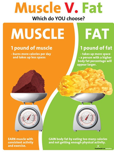 Muscle Versus Fat Poster - 1 Pound Muscle Versus 1 Pound Fat - Exercise Poster - Fitness Poster - Nutrition Education Store