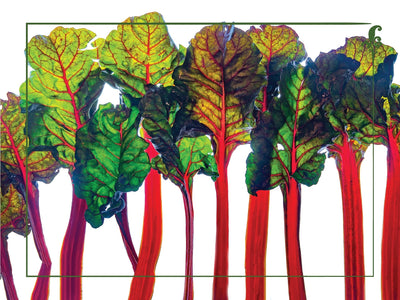 Rainbow Chard 18" x 24" Vinyl Wall Decal Poster - Local Foods - Farmer's Market - Vegetables - Nutrition Education Store